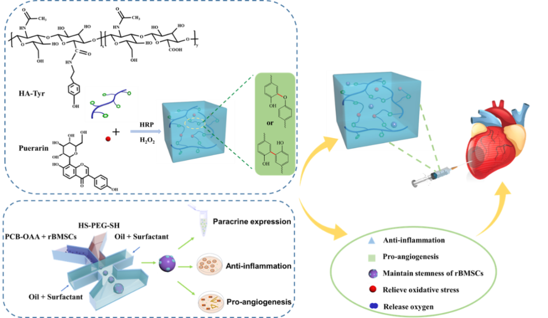 天津大学刘文广教授团队《Nano Today》：中草药交联生物大分子水凝胶携带rBMSCs@聚两性离子微凝胶治疗心肌梗死