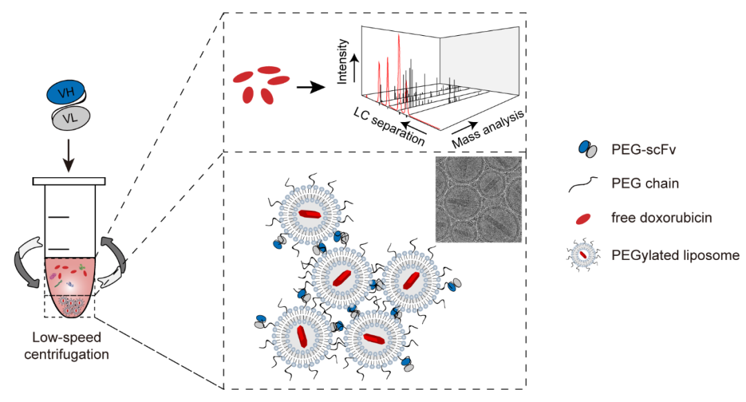 复旦大学占昌友教授团队《Nano Lett.》：抗PEG单链抗体法实现介质中PEG化脂质体的完全分离